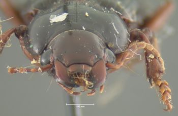 Media type: image;   Entomology 25666 Aspect: head frontal view